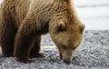 Свободы и табу медвежьего царства